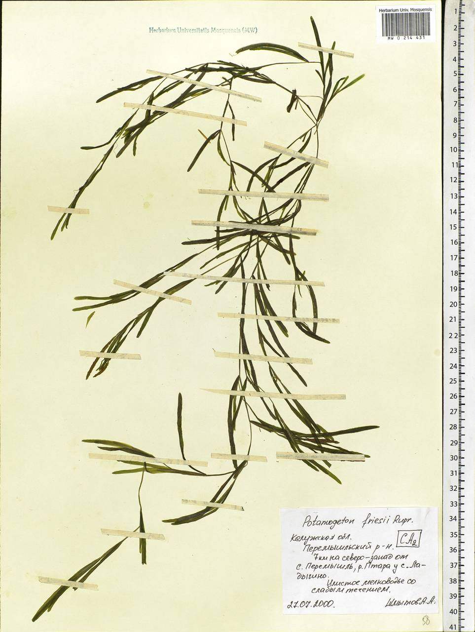 Potamogeton friesii Rupr., Eastern Europe, Central region (E4) (Russia)