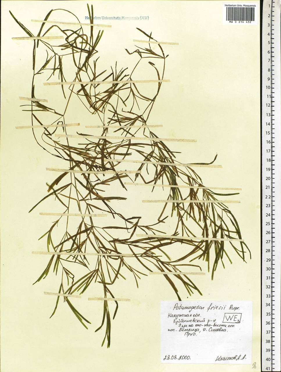 Potamogeton friesii Rupr., Eastern Europe, Central region (E4) (Russia)