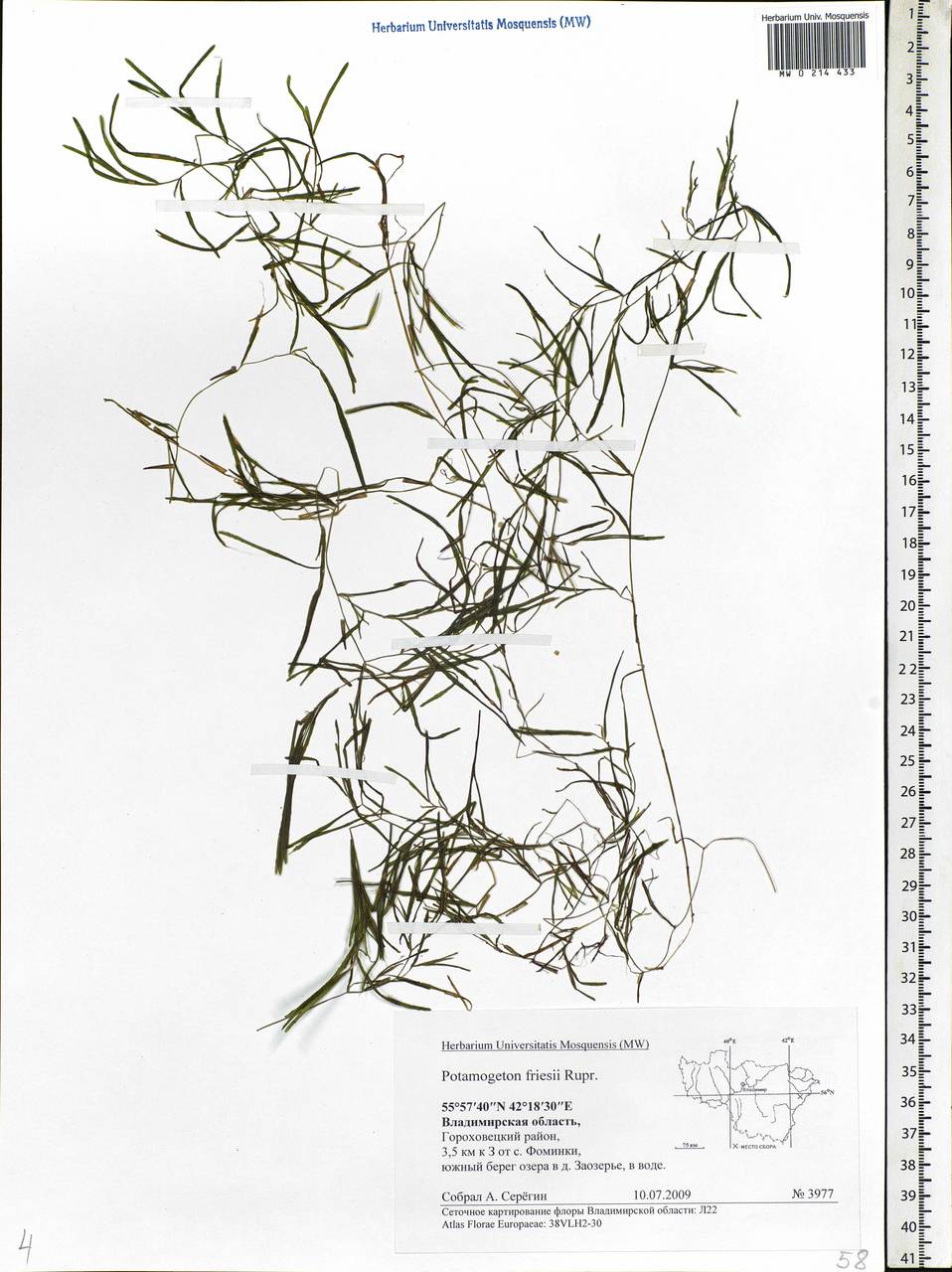 Potamogeton friesii Rupr., Eastern Europe, Central region (E4) (Russia)