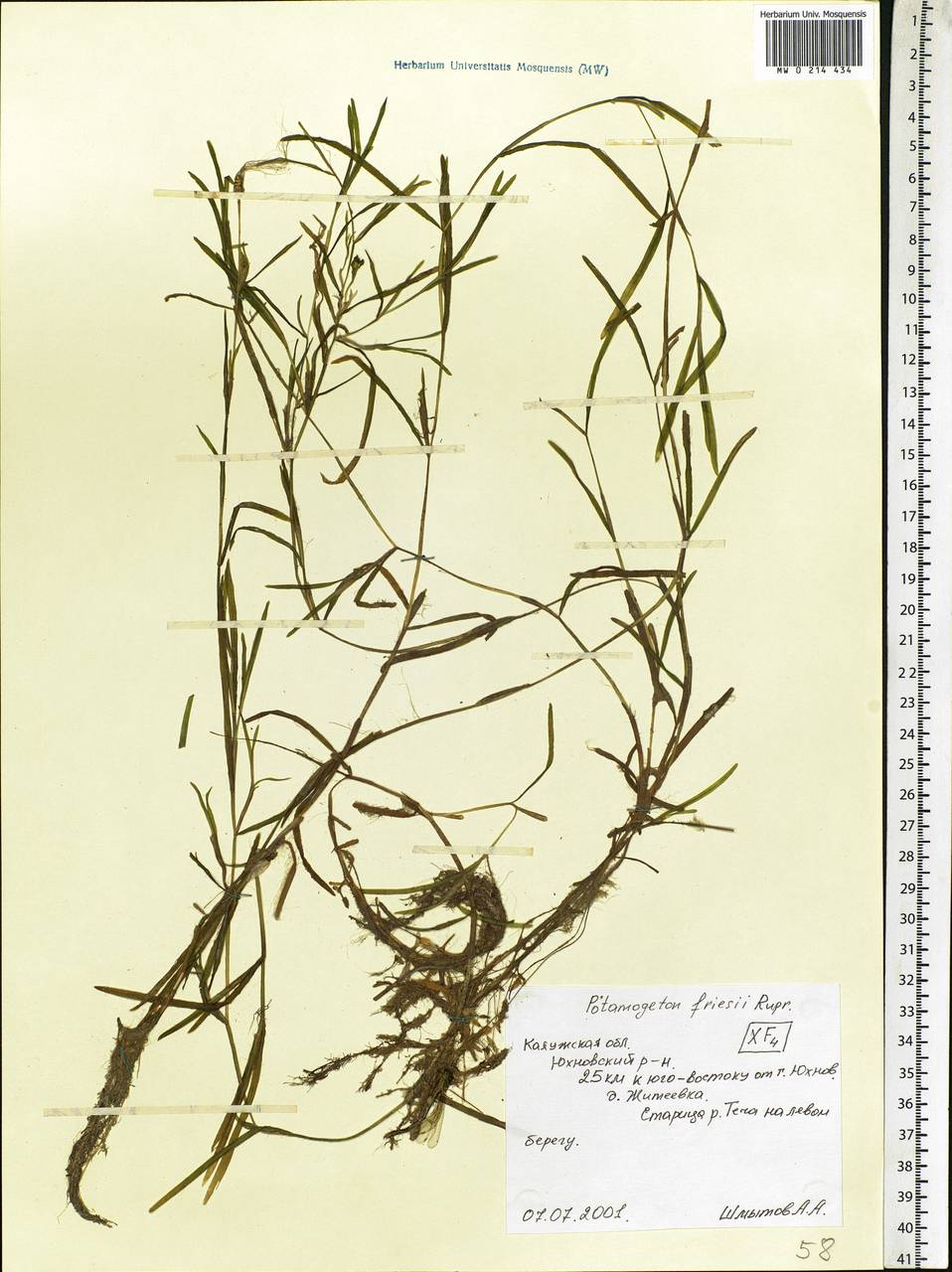 Potamogeton friesii Rupr., Eastern Europe, Central region (E4) (Russia)