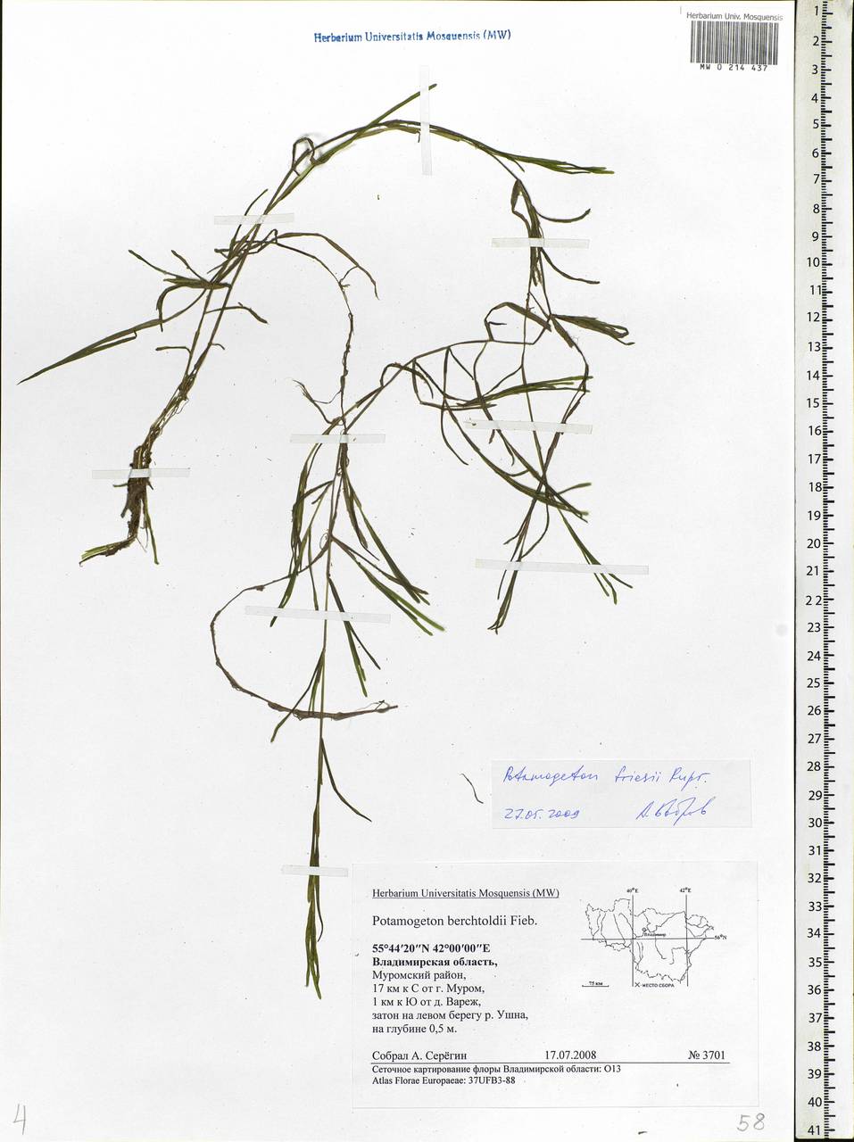 Potamogeton friesii Rupr., Eastern Europe, Central region (E4) (Russia)