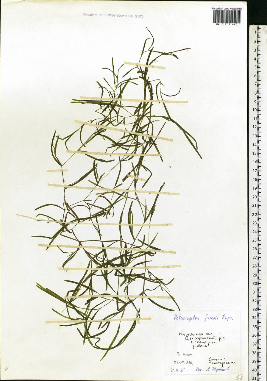 Potamogeton friesii Rupr., Eastern Europe, Central region (E4) (Russia)