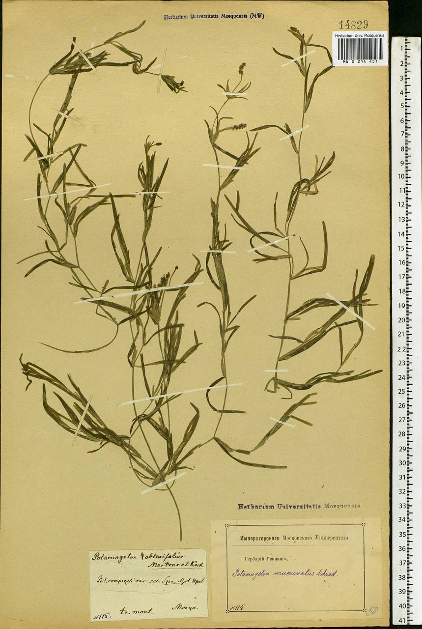 Potamogeton friesii Rupr., Eastern Europe, Moscow region (E4a) (Russia)