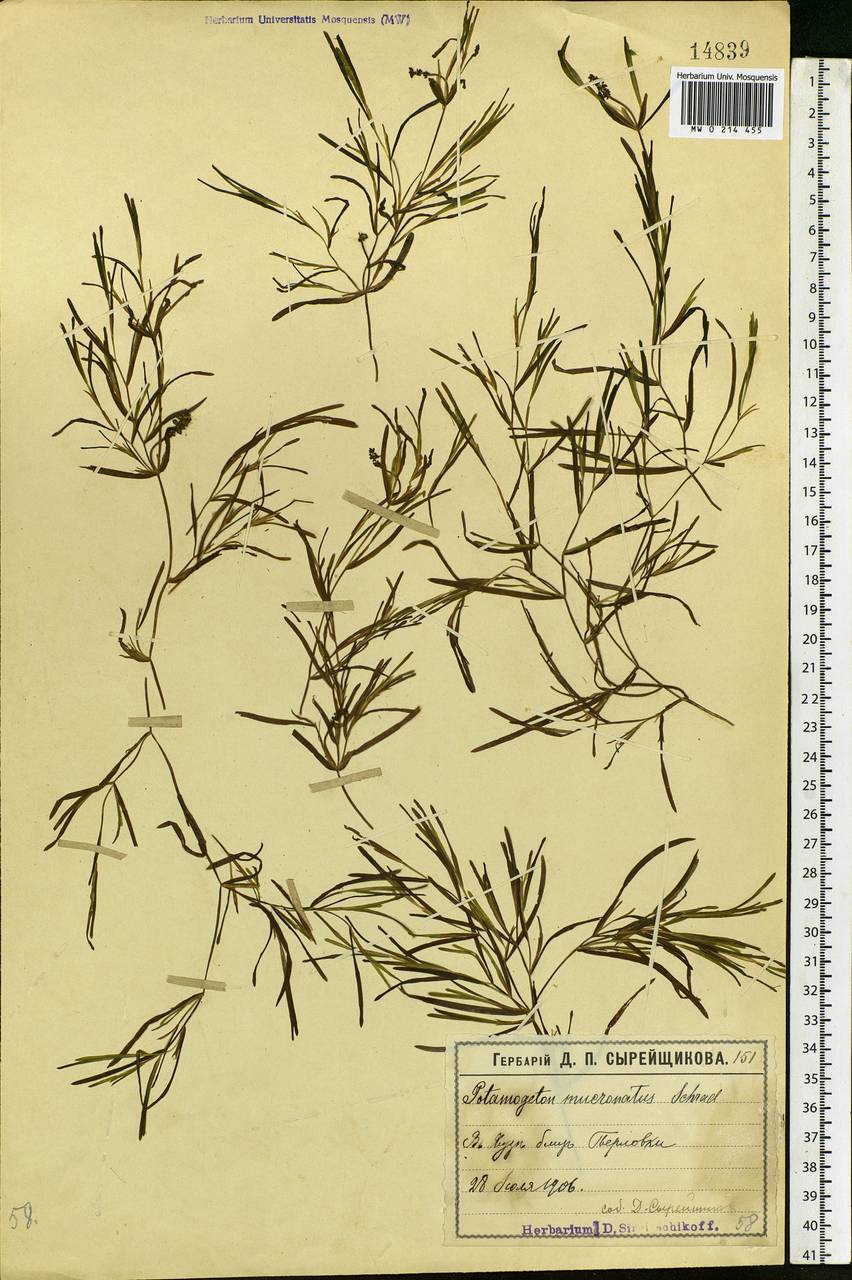 Potamogeton friesii Rupr., Eastern Europe, Moscow region (E4a) (Russia)