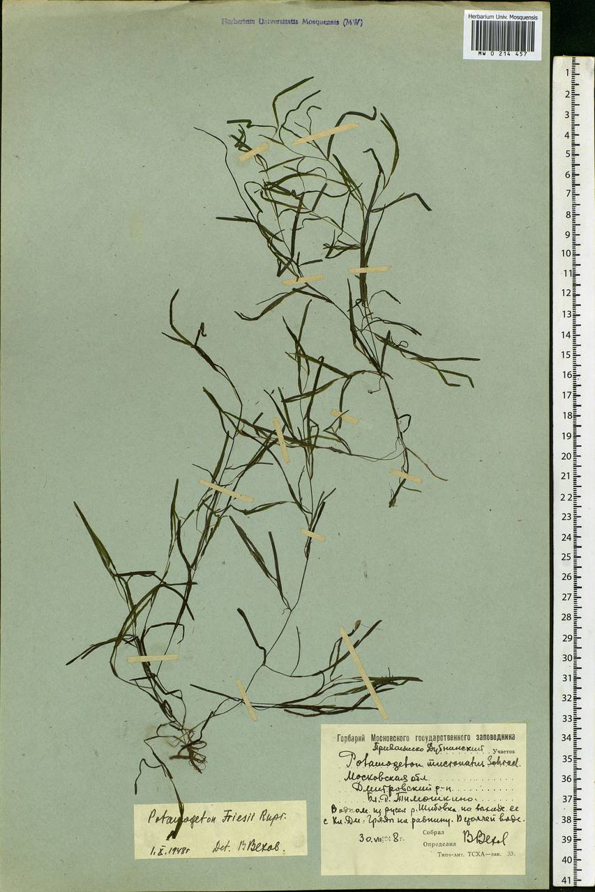 Potamogeton friesii Rupr., Eastern Europe, Moscow region (E4a) (Russia)