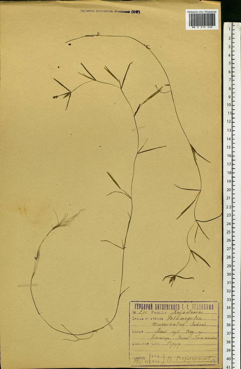 Potamogeton friesii Rupr., Eastern Europe, Moscow region (E4a) (Russia)