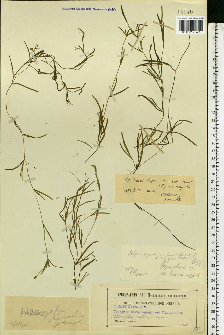 Potamogeton friesii Rupr., Eastern Europe, Moscow region (E4a) (Russia)