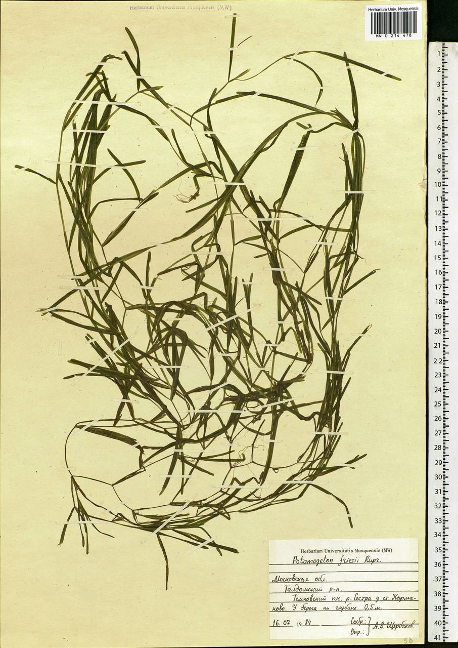 Potamogeton friesii Rupr., Eastern Europe, Moscow region (E4a) (Russia)