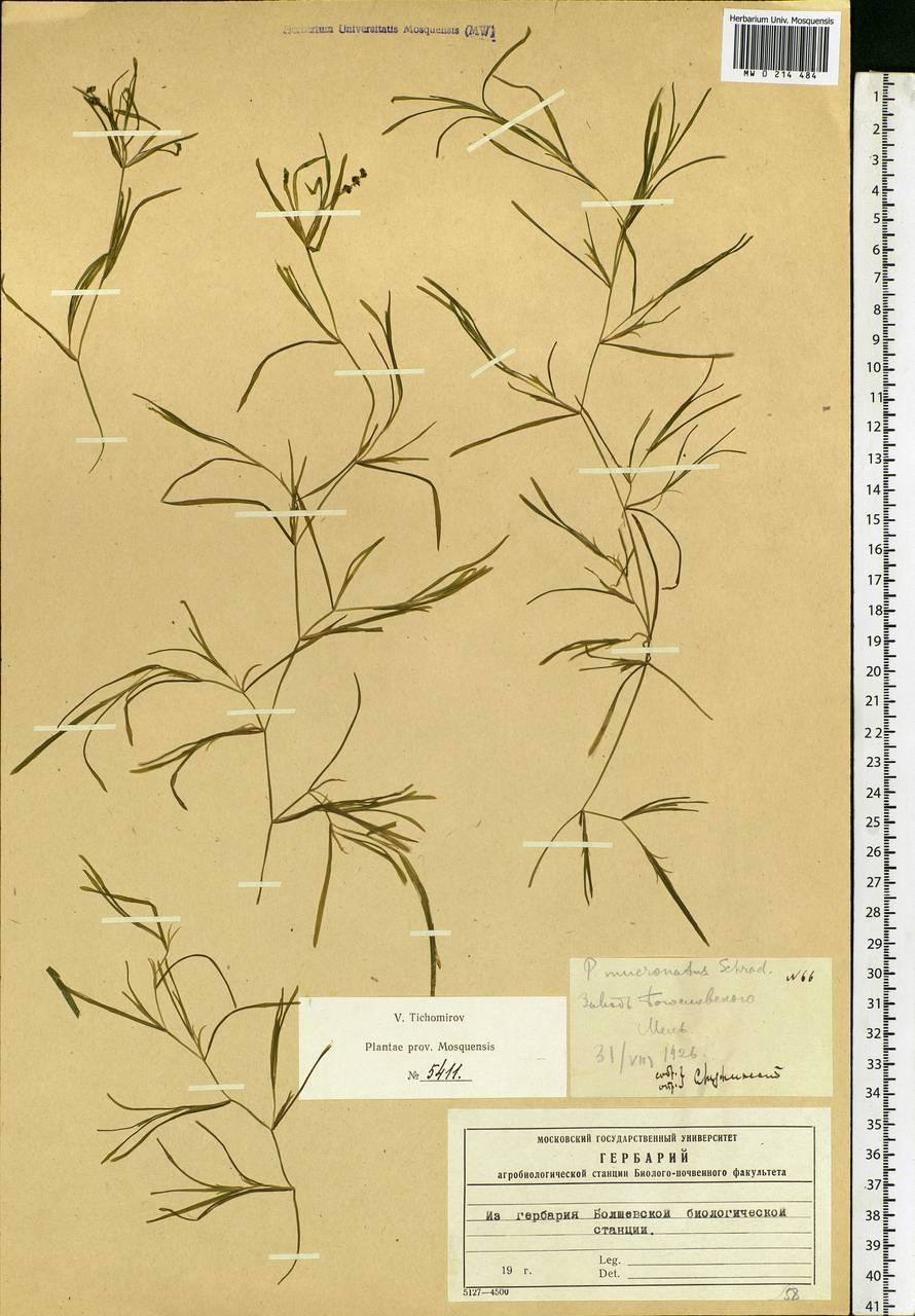 Potamogeton friesii Rupr., Eastern Europe, Moscow region (E4a) (Russia)