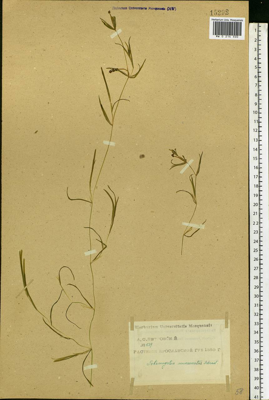 Potamogeton friesii Rupr., Eastern Europe, Central forest region (E5) (Russia)