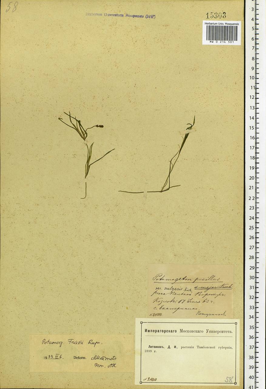 Potamogeton friesii Rupr., Eastern Europe, Central forest-and-steppe region (E6) (Russia)