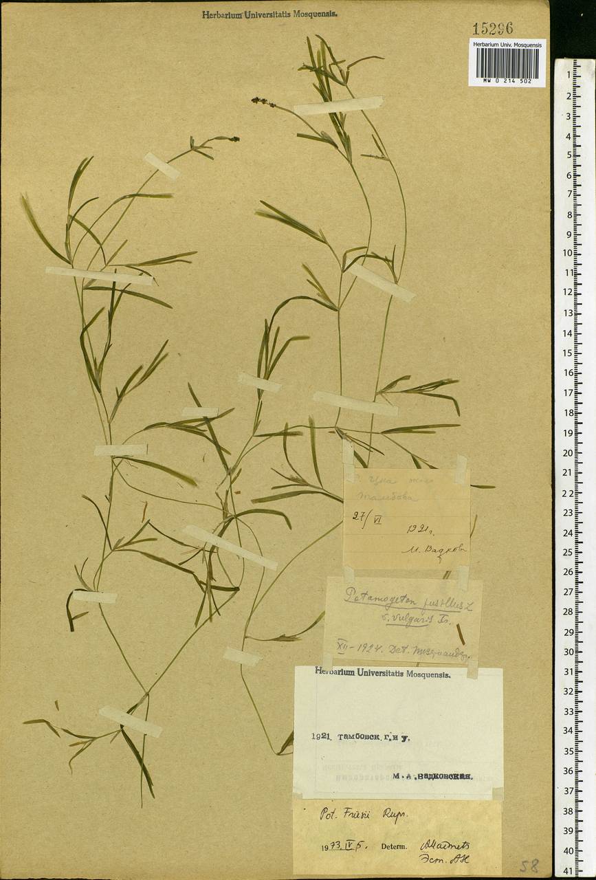 Potamogeton friesii Rupr., Eastern Europe, Central forest-and-steppe region (E6) (Russia)