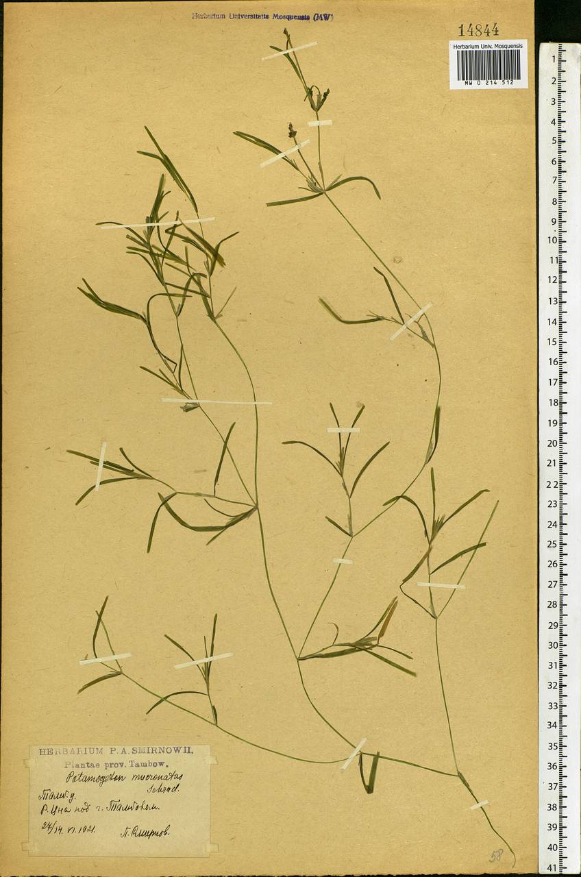 Potamogeton friesii Rupr., Eastern Europe, Central forest-and-steppe region (E6) (Russia)