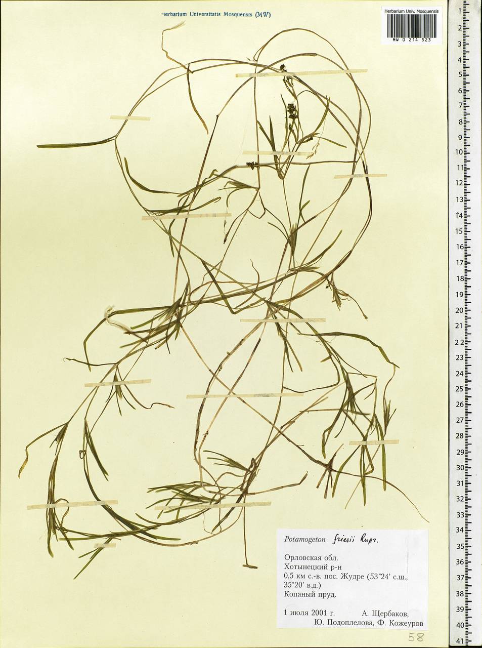 Potamogeton friesii Rupr., Eastern Europe, Central forest-and-steppe region (E6) (Russia)