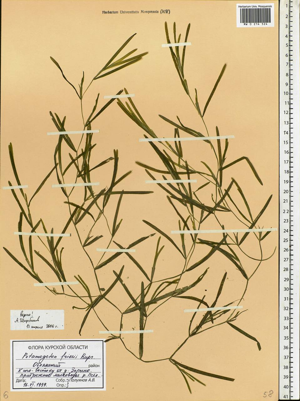 Potamogeton friesii Rupr., Eastern Europe, Central forest-and-steppe region (E6) (Russia)