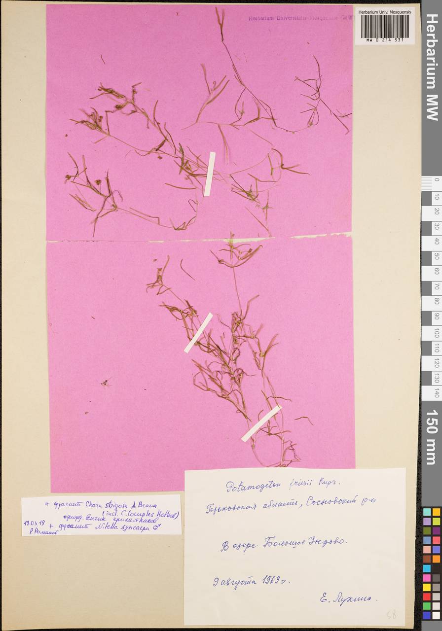 Potamogeton friesii Rupr., Eastern Europe, Volga-Kama region (E7) (Russia)