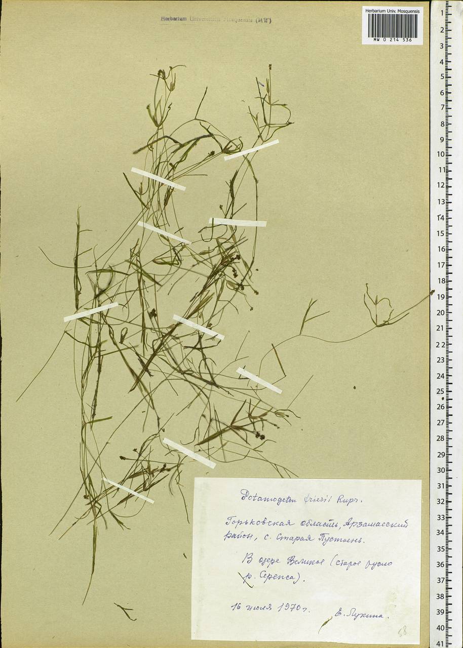 Potamogeton friesii Rupr., Eastern Europe, Volga-Kama region (E7) (Russia)
