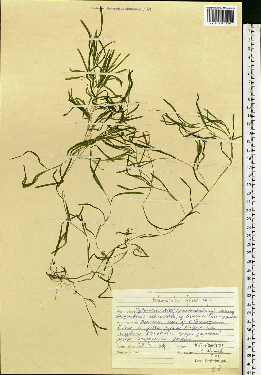 Potamogeton friesii Rupr., Eastern Europe, Middle Volga region (E8) (Russia)