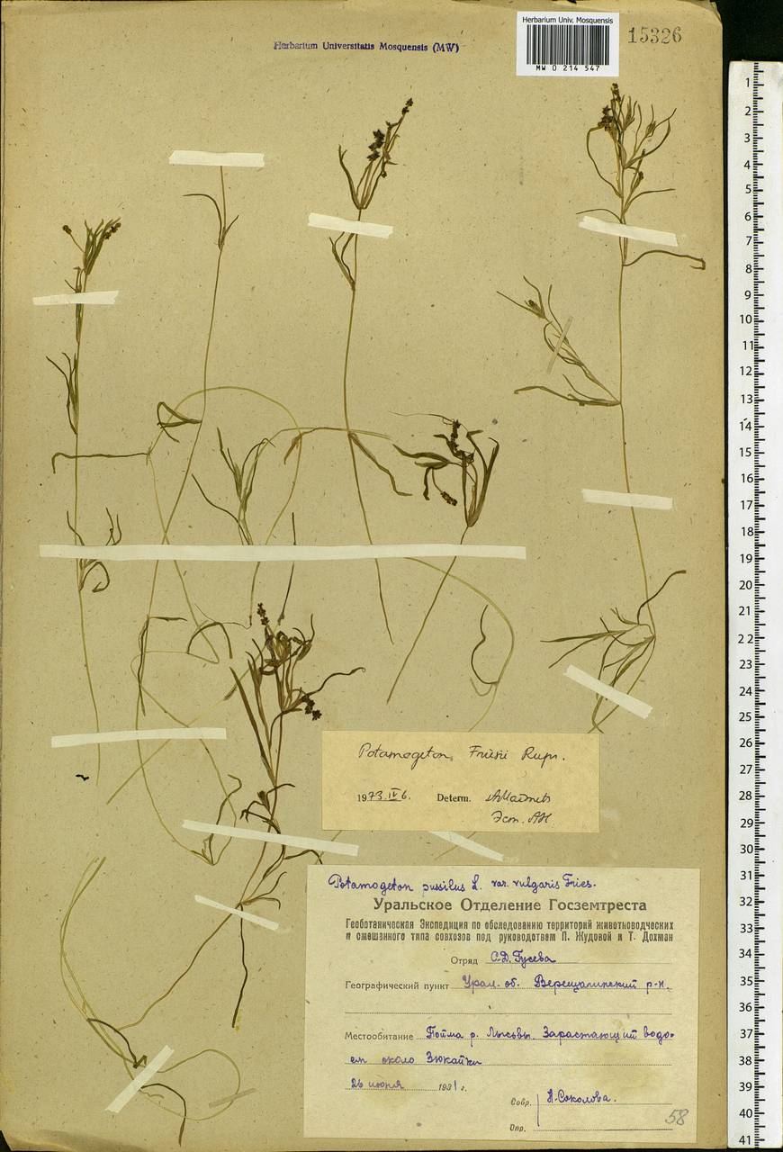 Potamogeton friesii Rupr., Eastern Europe, Eastern region (E10) (Russia)