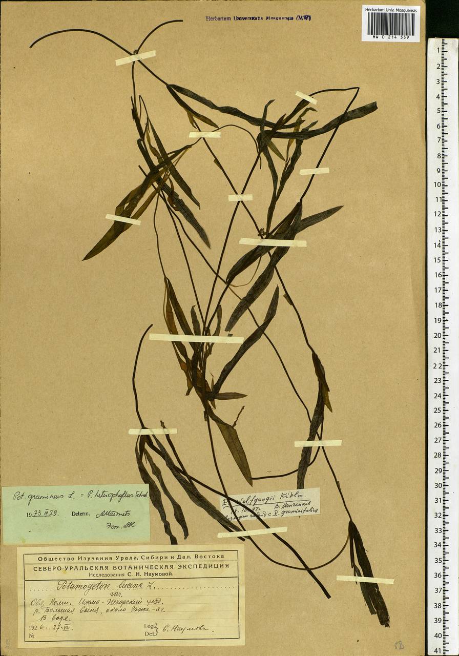 Potamogeton gramineus L., Eastern Europe, Northern region (E1) (Russia)