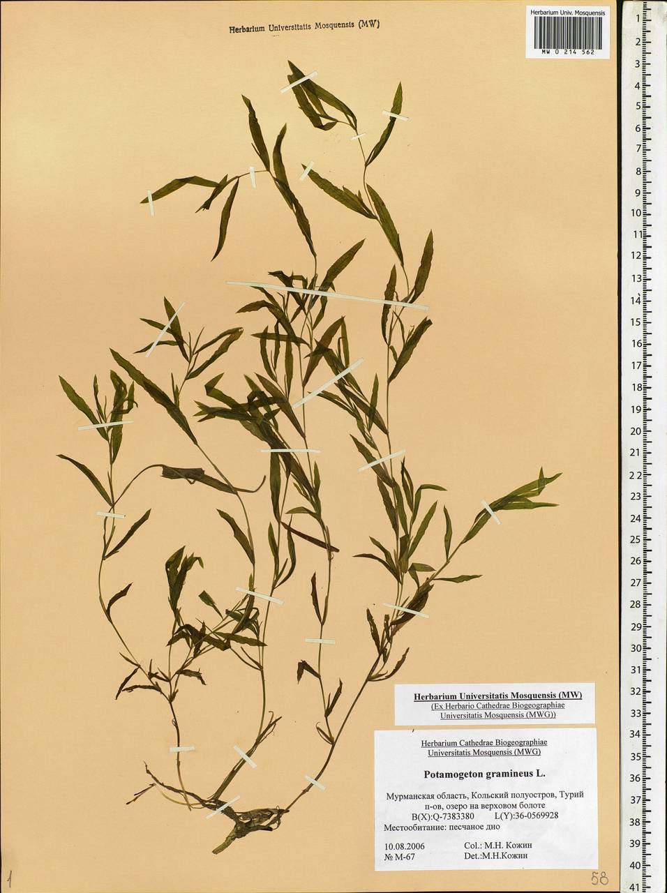 Potamogeton gramineus L., Eastern Europe, Northern region (E1) (Russia)