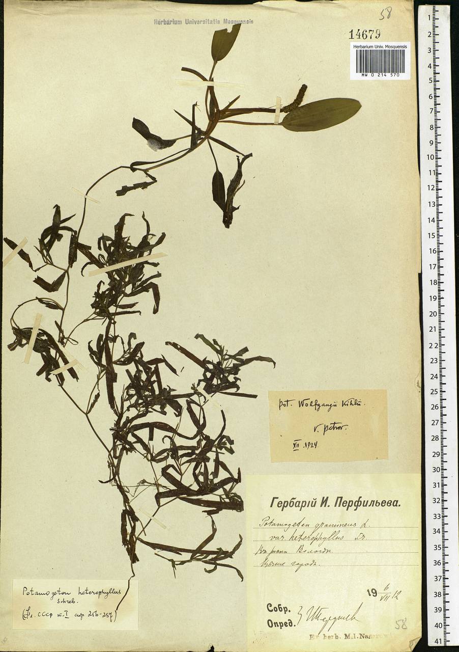 Potamogeton gramineus L., Eastern Europe, Northern region (E1) (Russia)