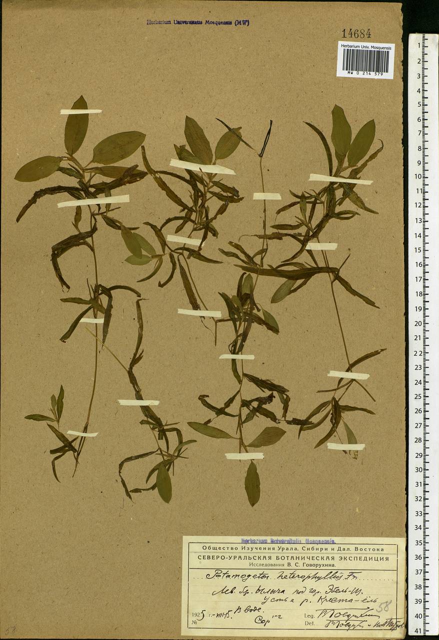 Potamogeton gramineus L., Eastern Europe, Northern region (E1) (Russia)