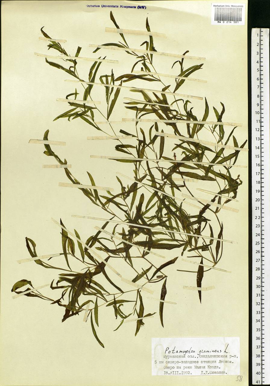 Potamogeton gramineus L., Eastern Europe, Northern region (E1) (Russia)