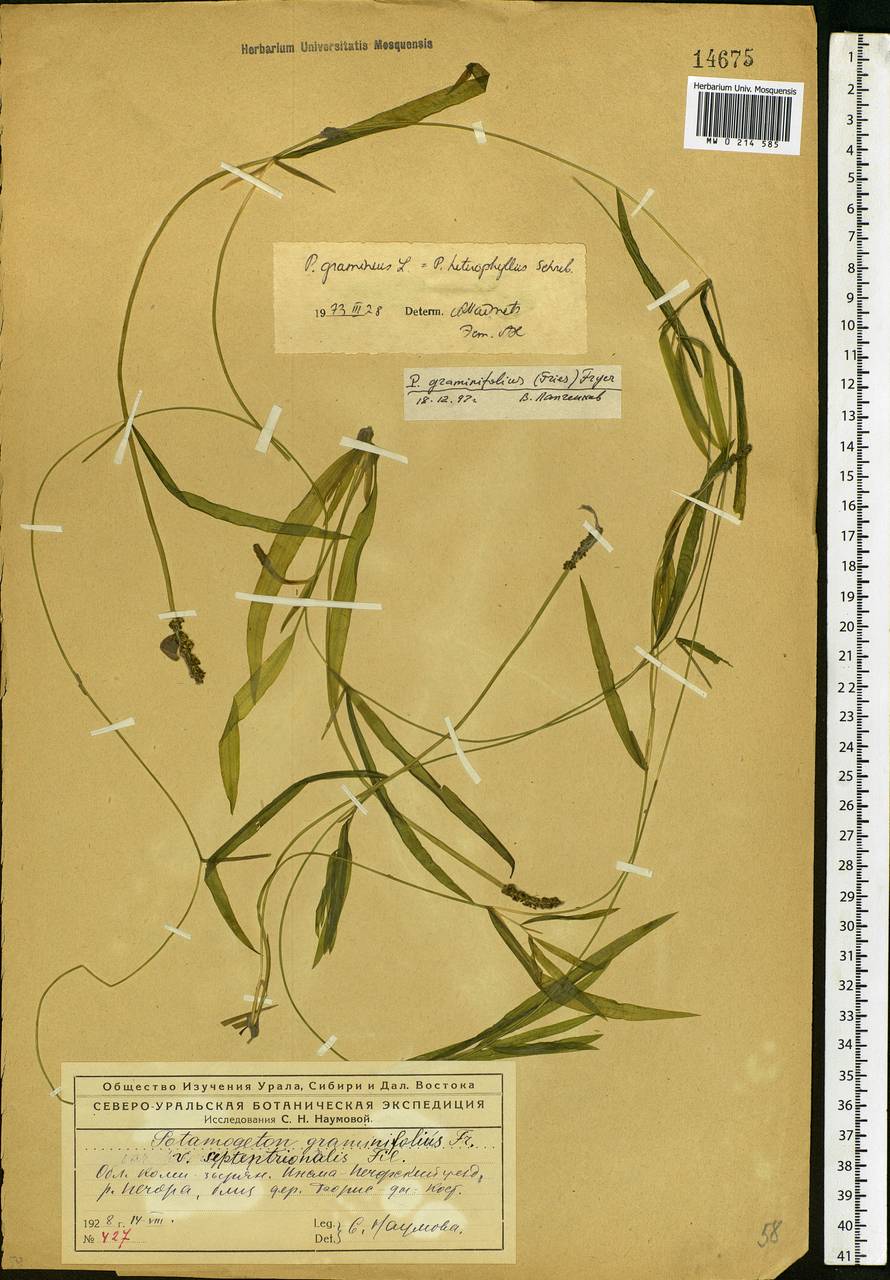 Potamogeton gramineus L., Eastern Europe, Northern region (E1) (Russia)