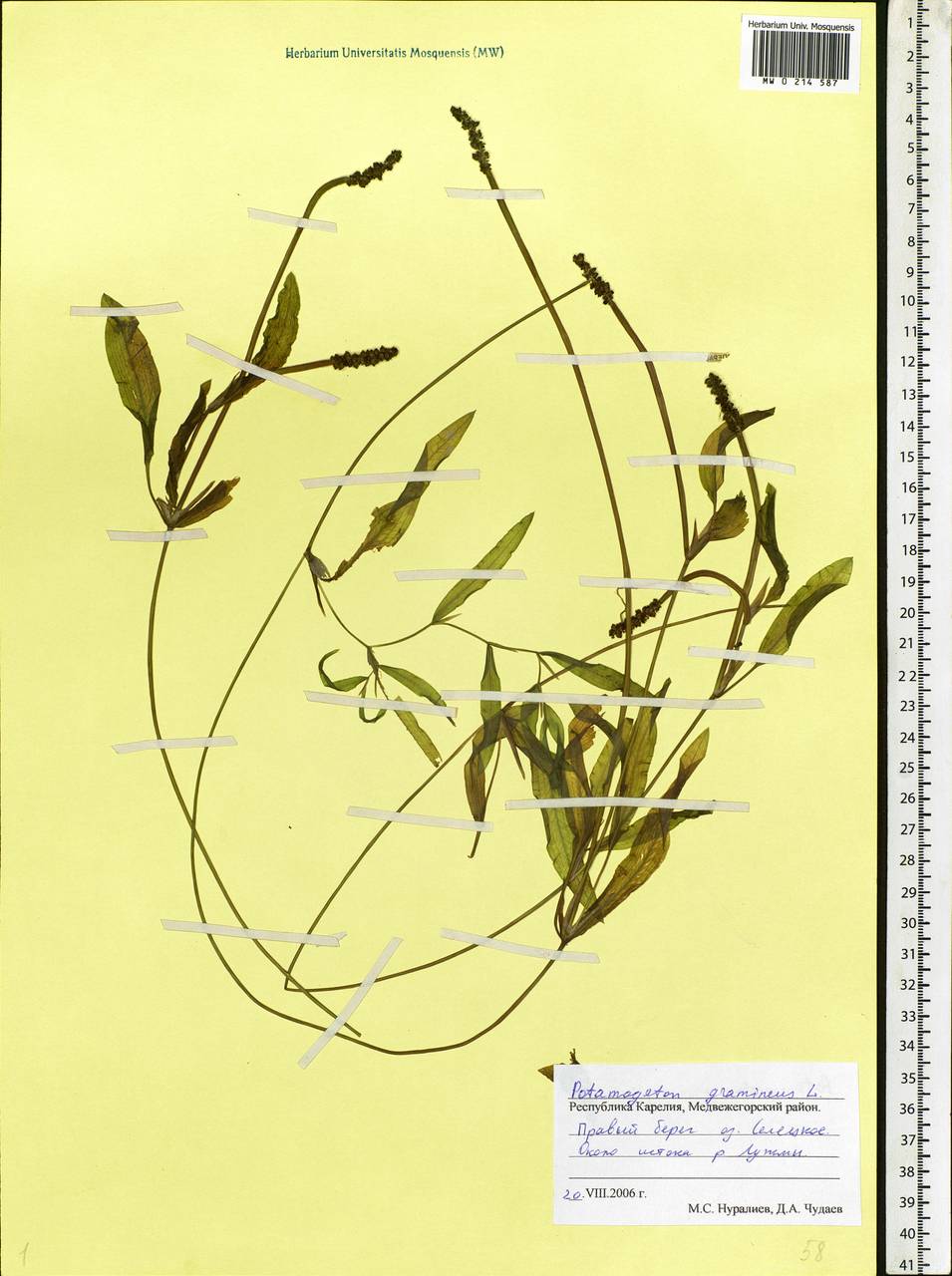 Potamogeton gramineus L., Eastern Europe, Northern region (E1) (Russia)