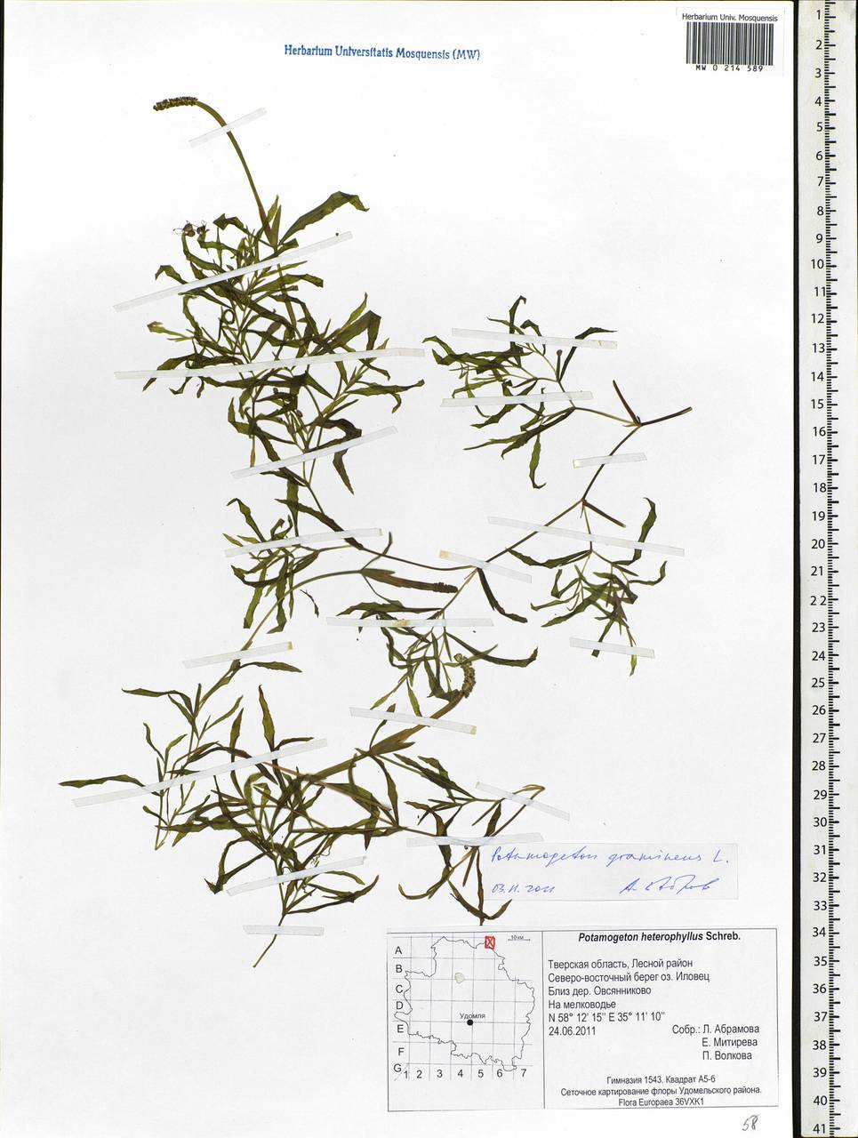Potamogeton gramineus L., Eastern Europe, North-Western region (E2) (Russia)