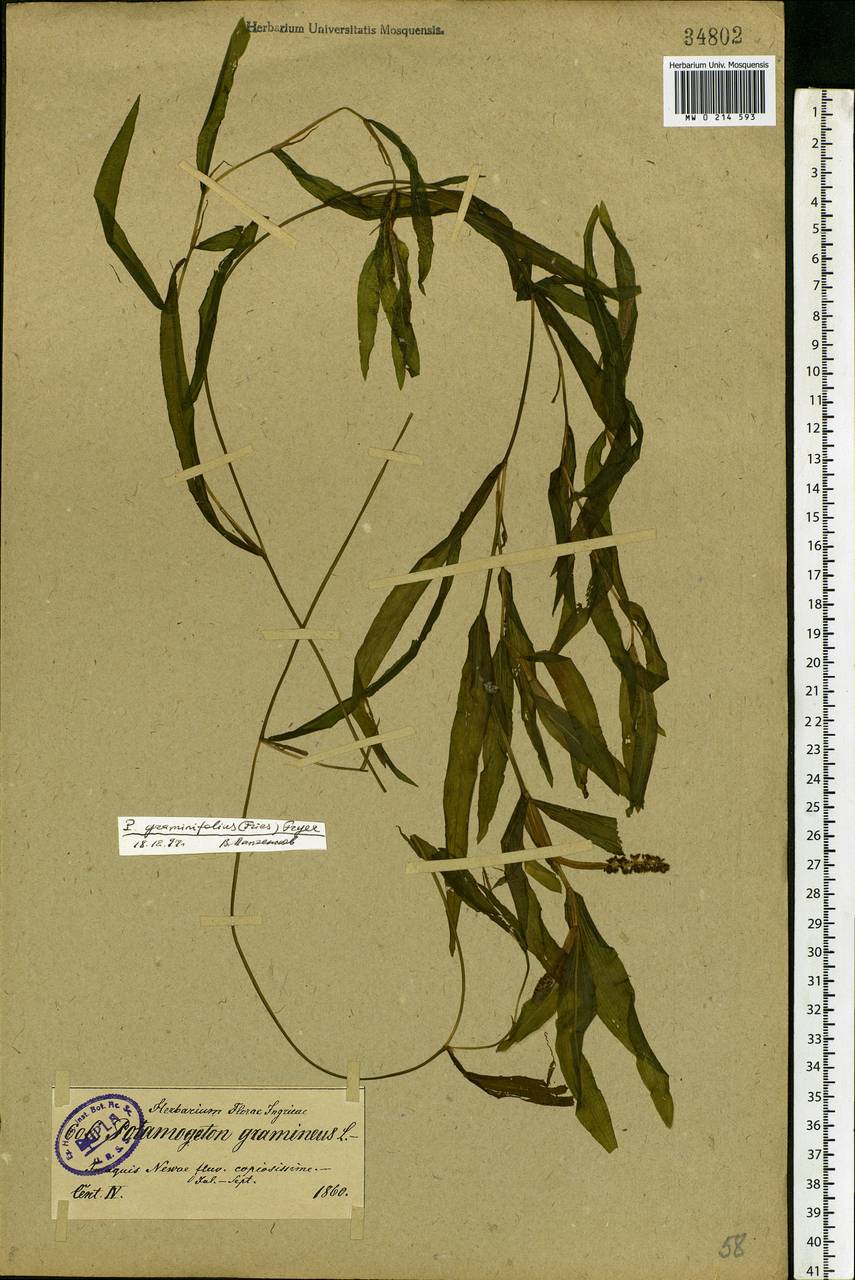 Potamogeton gramineus L., Eastern Europe, North-Western region (E2) (Russia)