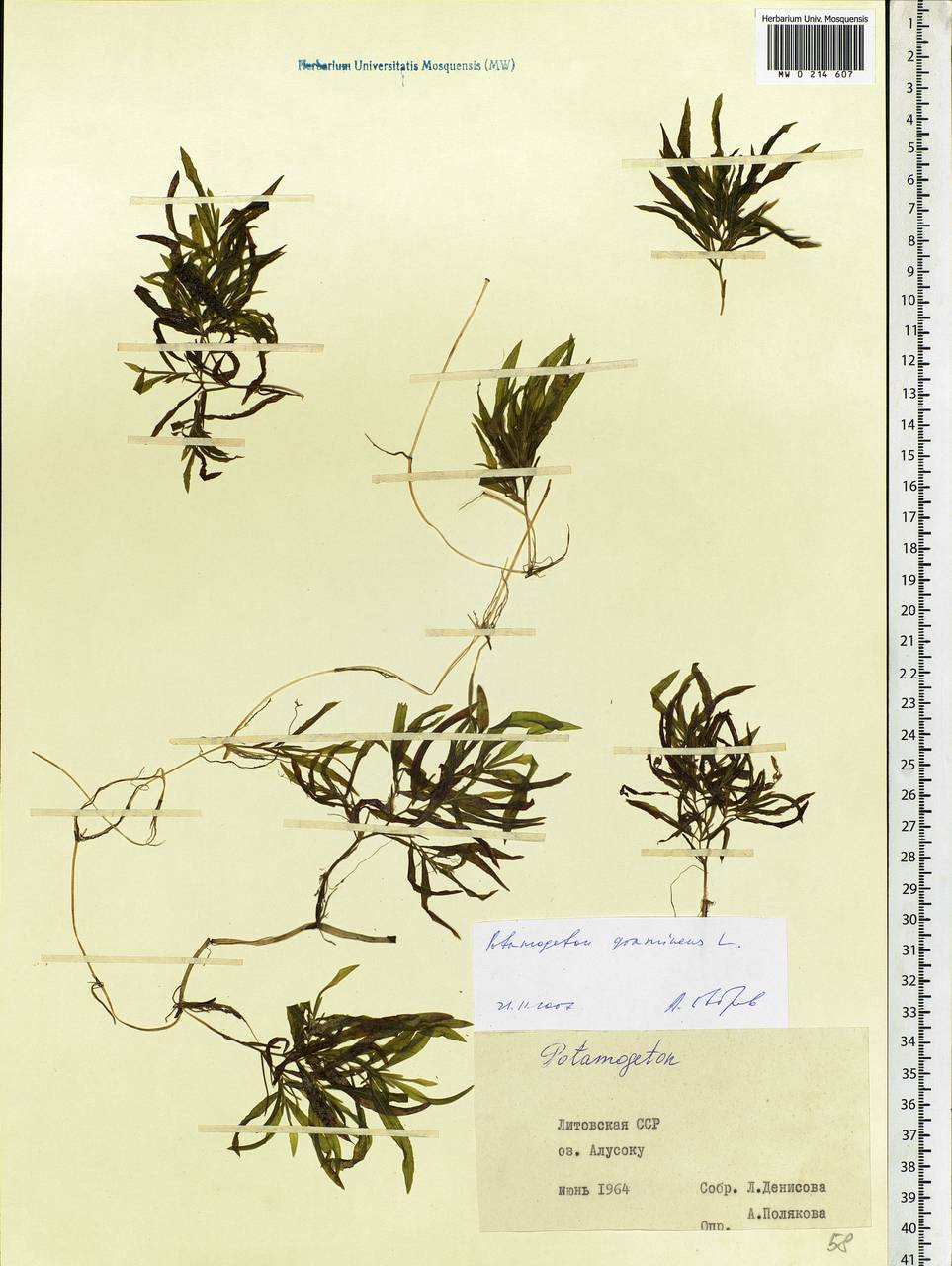 Potamogeton gramineus L., Eastern Europe, Lithuania (E2a) (Lithuania)