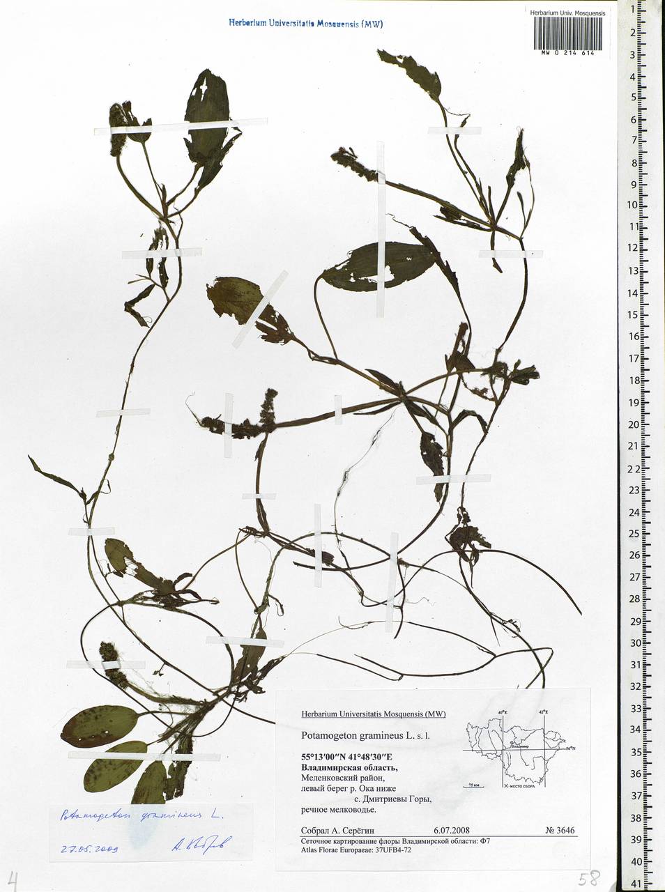 Potamogeton gramineus L., Eastern Europe, Central region (E4) (Russia)