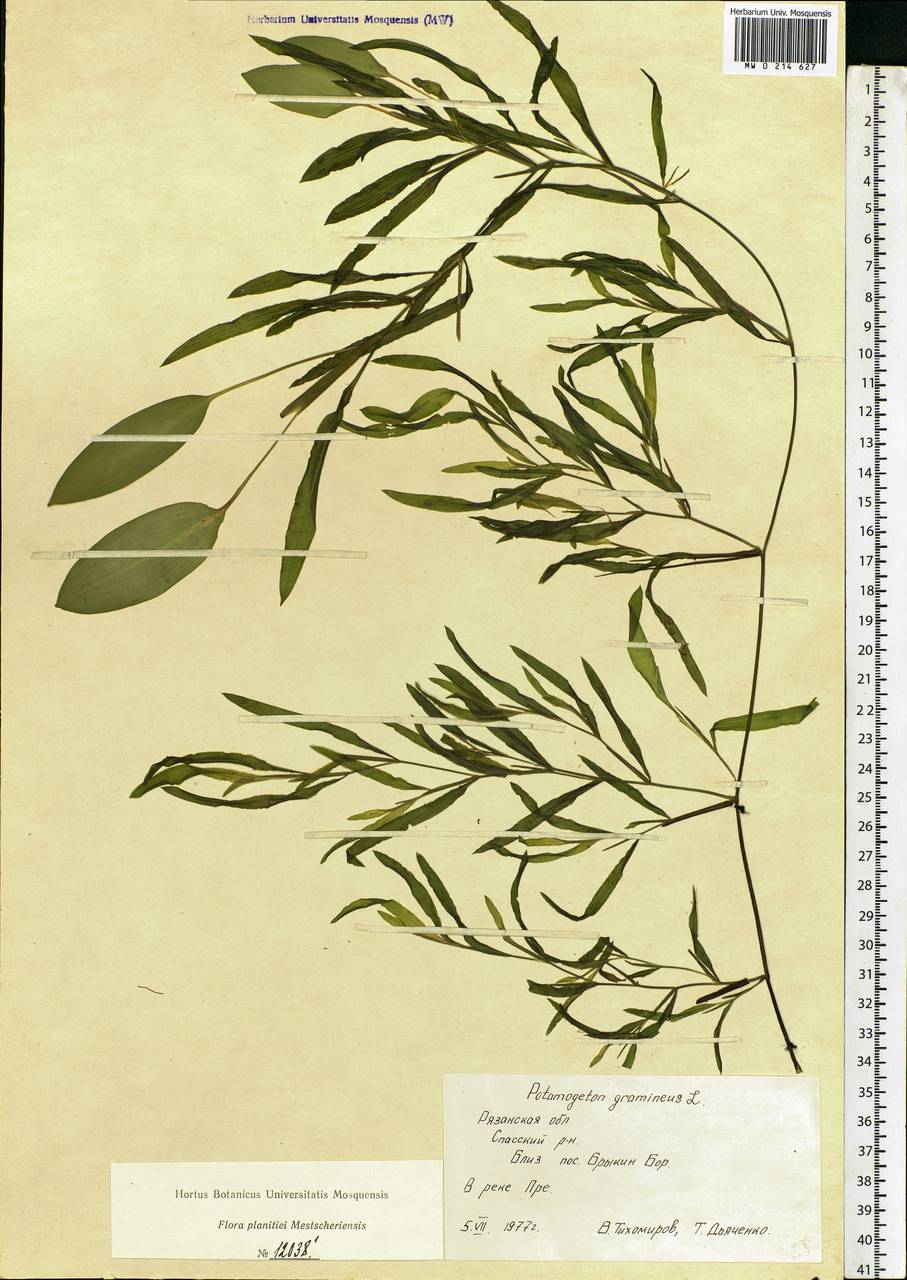 Potamogeton gramineus L., Eastern Europe, Central region (E4) (Russia)