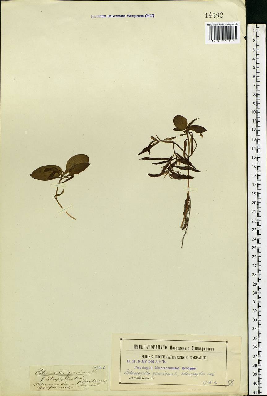 Potamogeton gramineus L., Eastern Europe, Moscow region (E4a) (Russia)