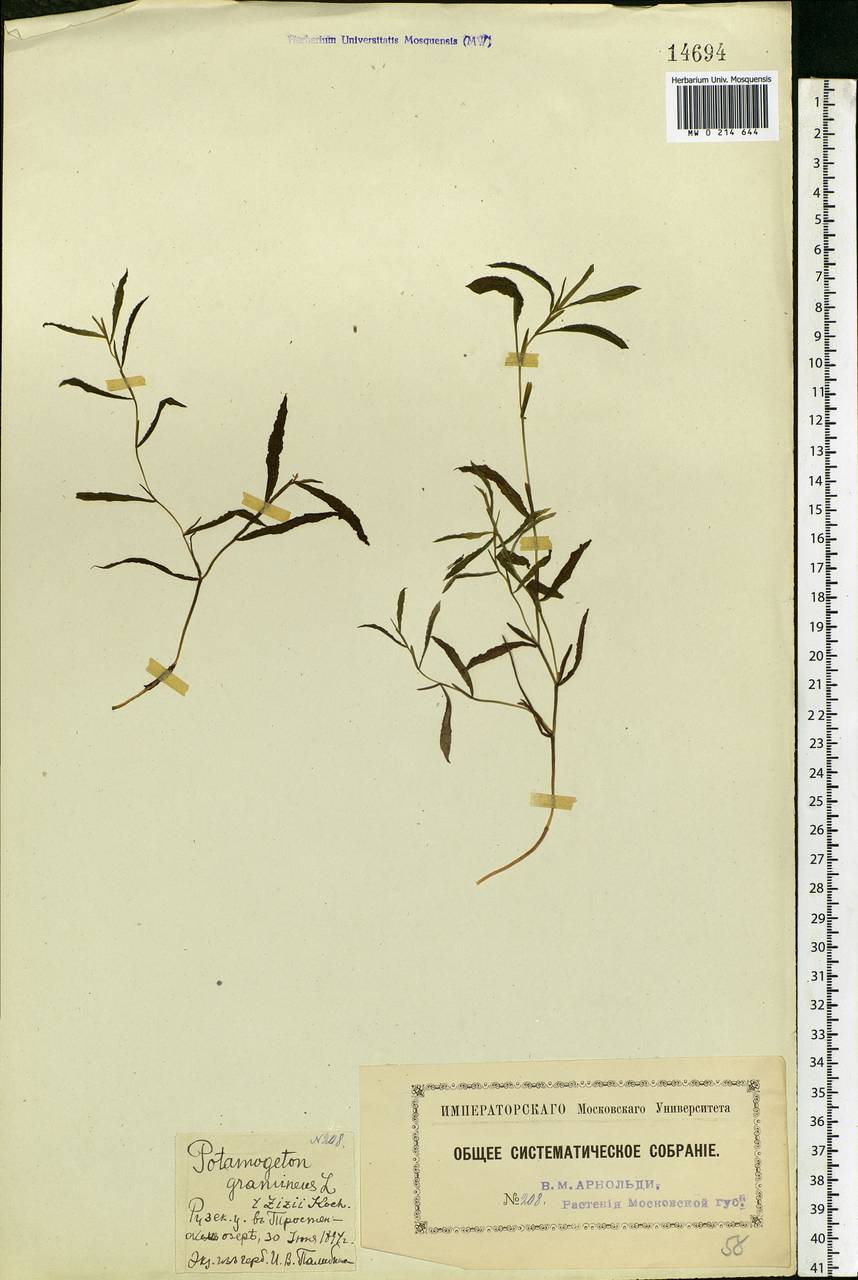 Potamogeton gramineus L., Eastern Europe, Moscow region (E4a) (Russia)