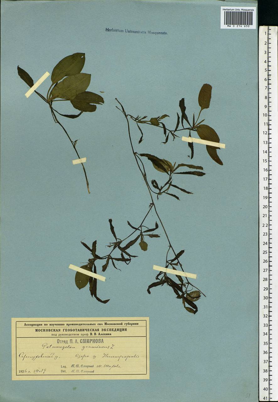 Potamogeton gramineus L., Eastern Europe, Moscow region (E4a) (Russia)