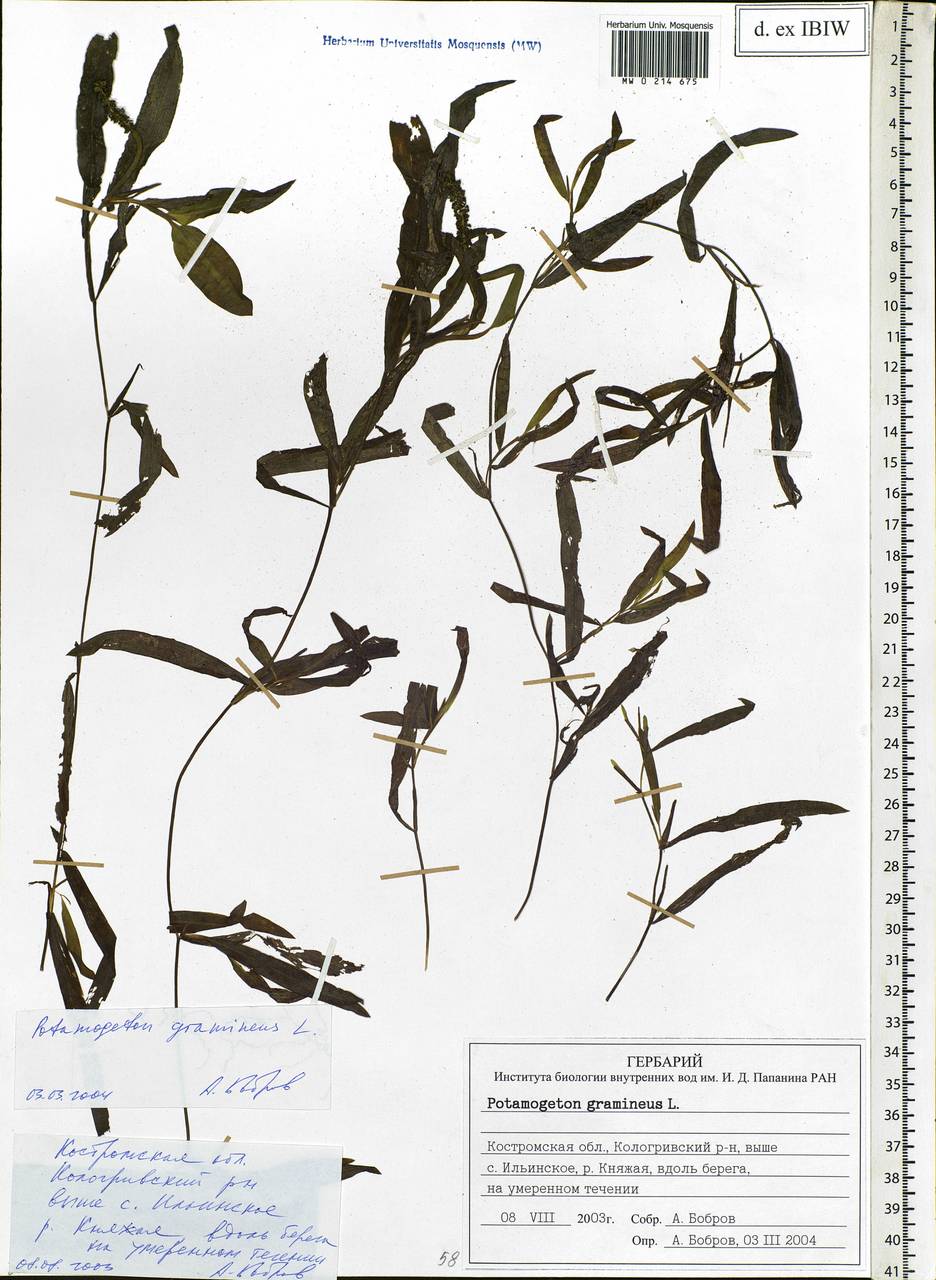 Potamogeton gramineus L., Eastern Europe, Central forest region (E5) (Russia)