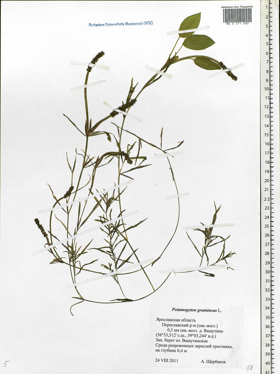 Potamogeton gramineus L., Eastern Europe, Central forest region (E5) (Russia)