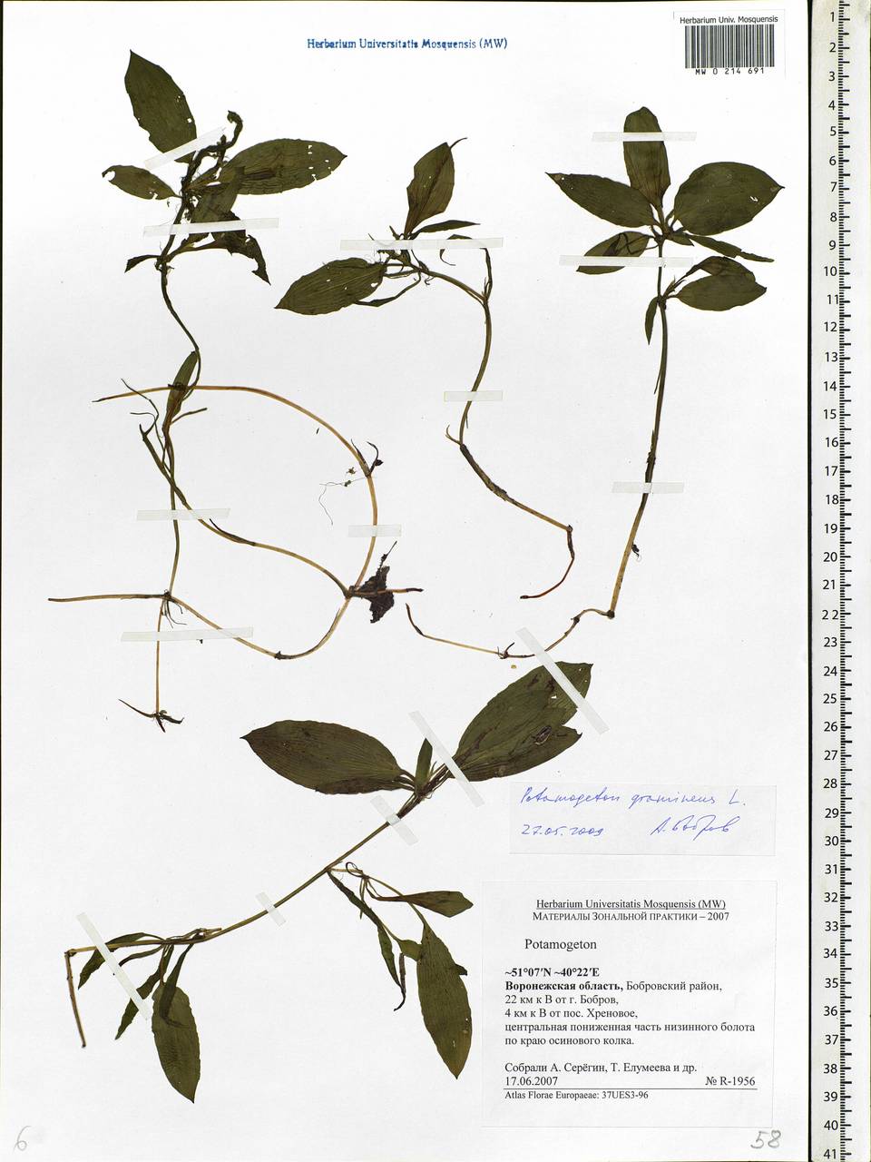 Potamogeton gramineus L., Eastern Europe, Central forest-and-steppe region (E6) (Russia)