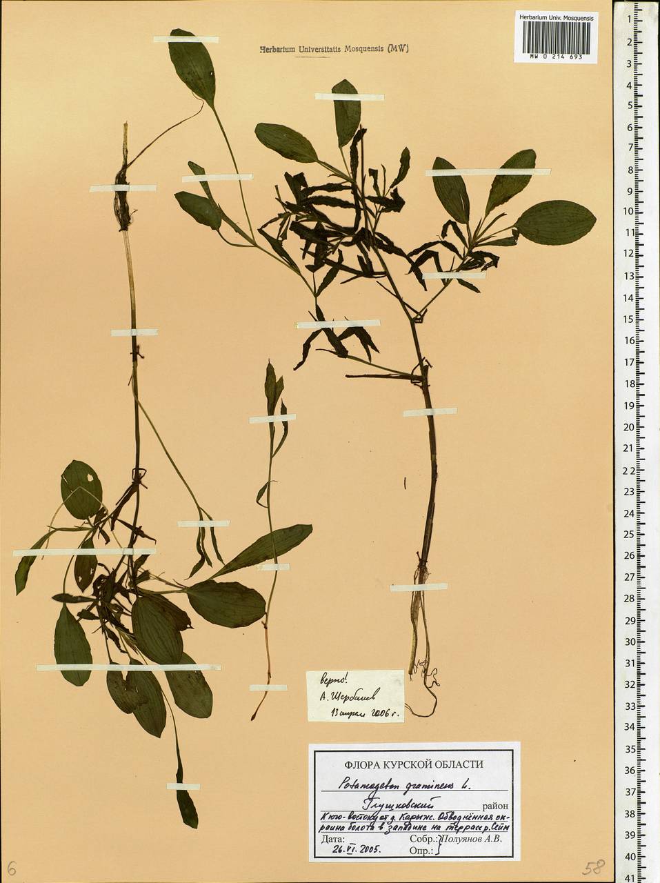 Potamogeton gramineus L., Eastern Europe, Central forest-and-steppe region (E6) (Russia)