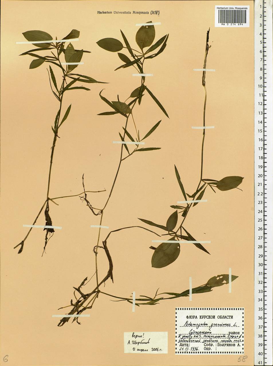 Potamogeton gramineus L., Eastern Europe, Central forest-and-steppe region (E6) (Russia)