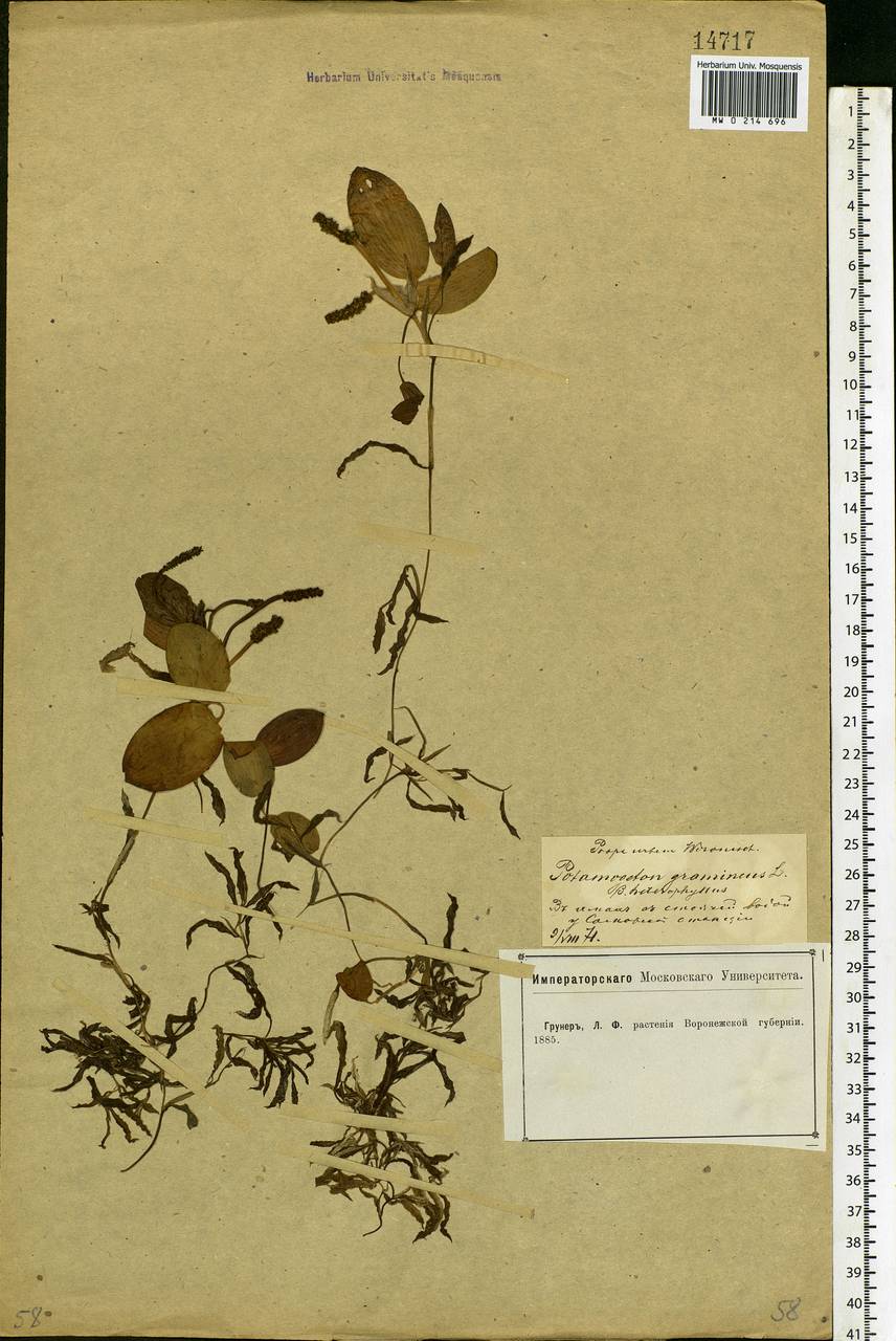 Potamogeton gramineus L., Eastern Europe, Central forest-and-steppe region (E6) (Russia)