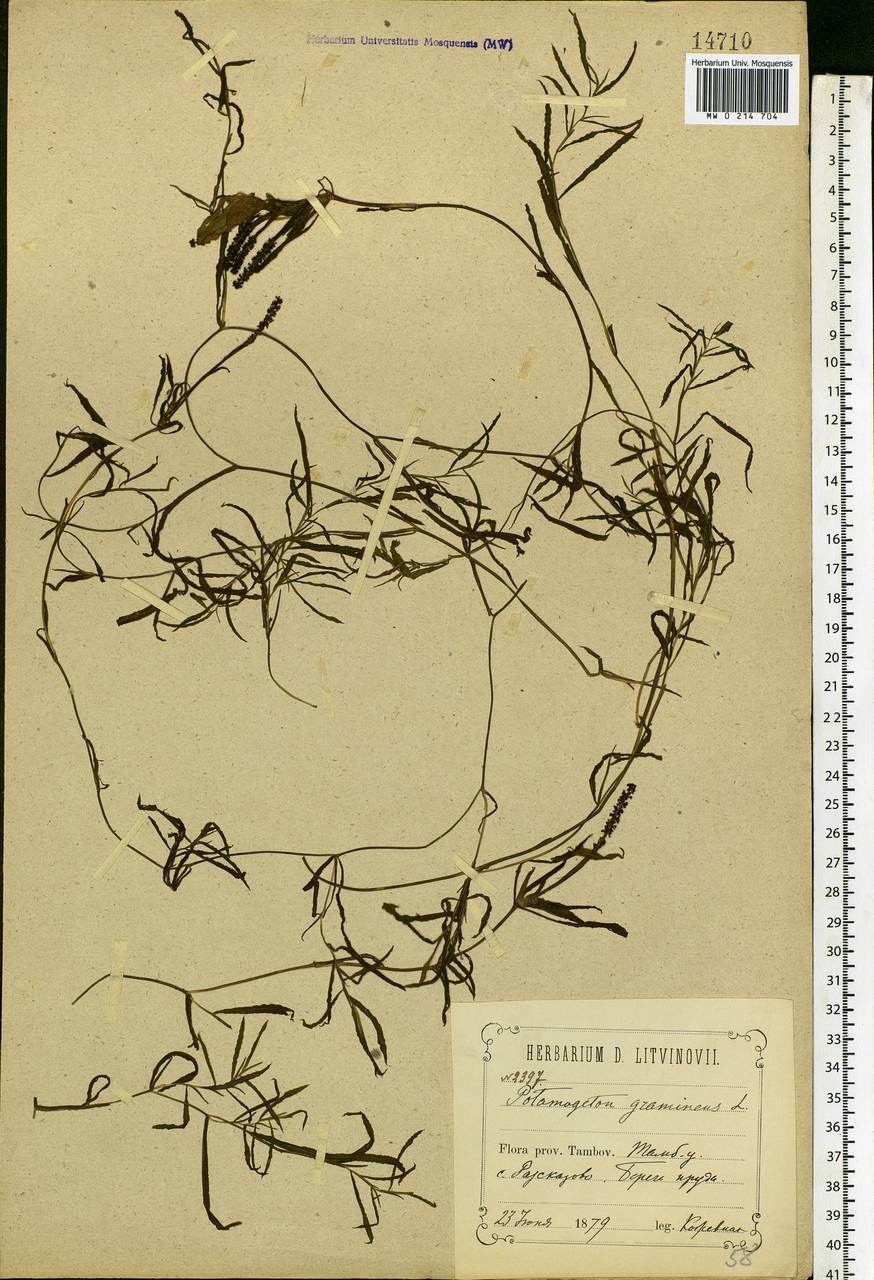 Potamogeton gramineus L., Eastern Europe, Central forest-and-steppe region (E6) (Russia)