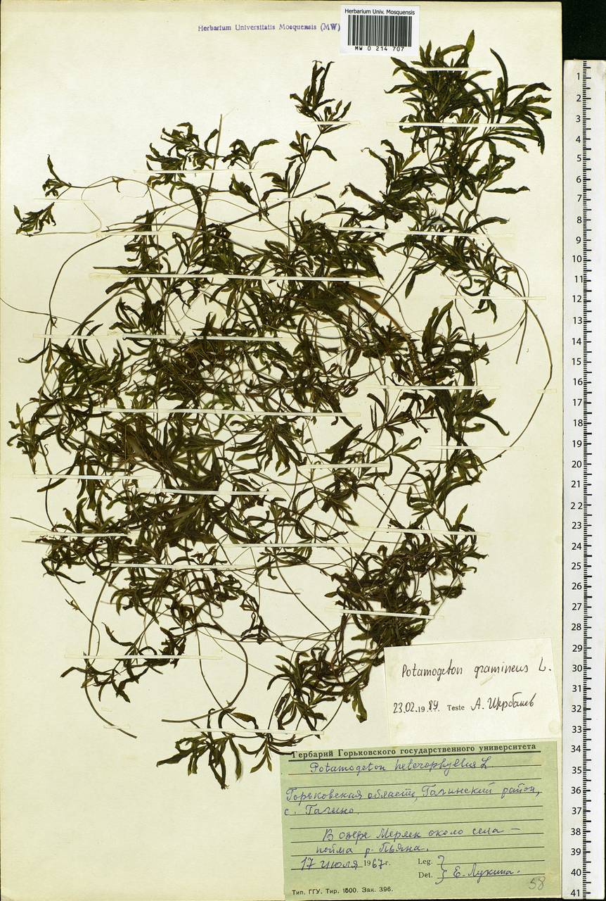 Potamogeton gramineus L., Eastern Europe, Volga-Kama region (E7) (Russia)