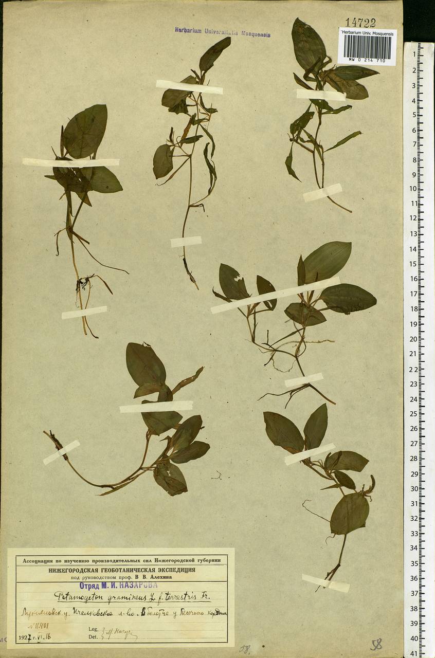 Potamogeton gramineus L., Eastern Europe, Volga-Kama region (E7) (Russia)
