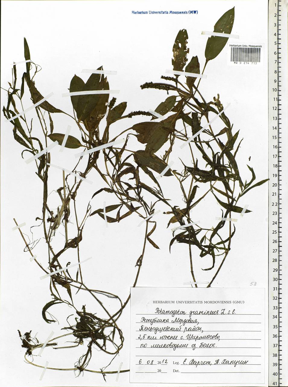 Potamogeton gramineus L., Eastern Europe, Middle Volga region (E8) (Russia)