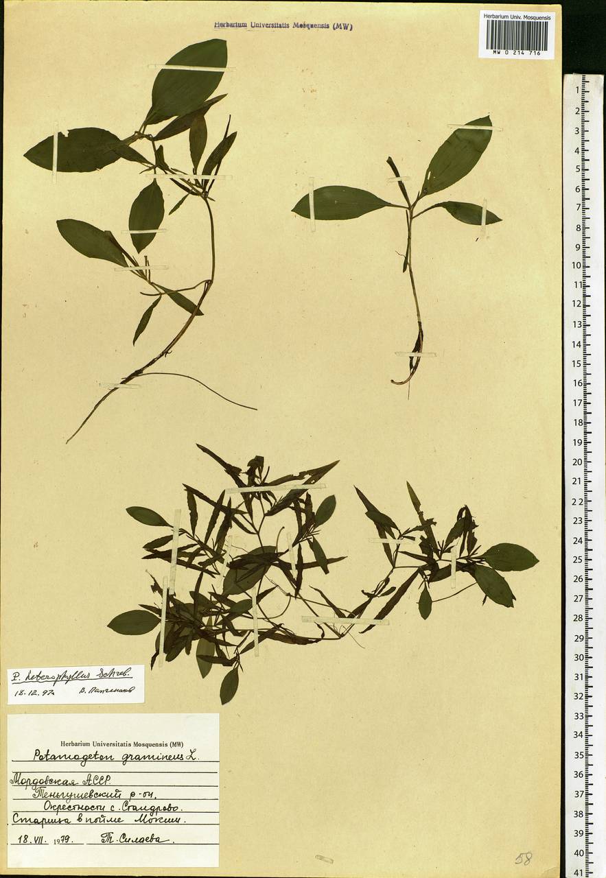 Potamogeton gramineus L., Eastern Europe, Middle Volga region (E8) (Russia)
