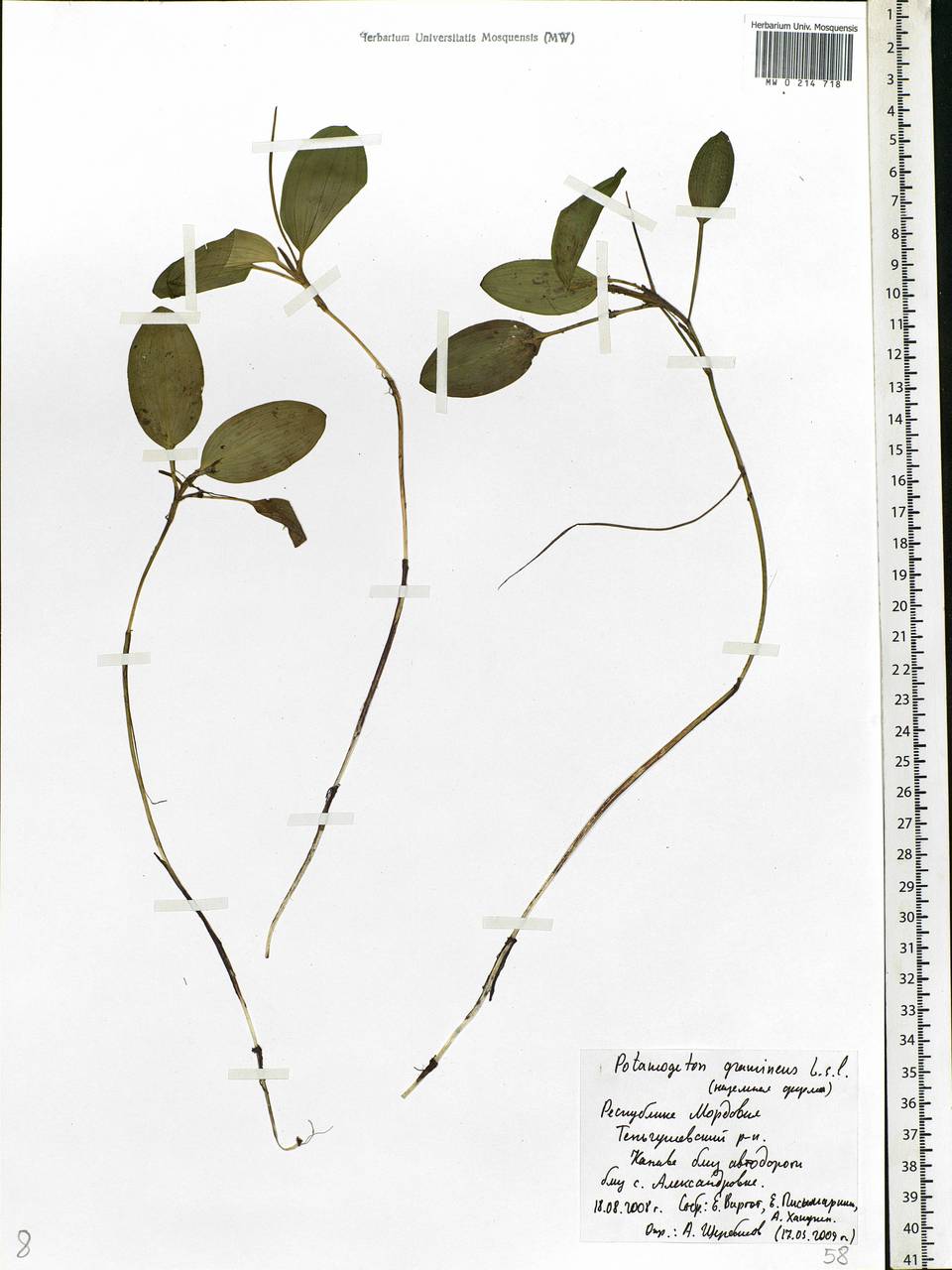 Potamogeton gramineus L., Eastern Europe, Middle Volga region (E8) (Russia)